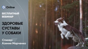 Бесплатный вебинар «Здоровые суставы и успешная реабилитация: как вернуть собаке радость движения»