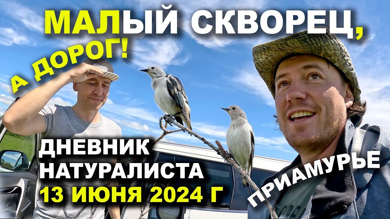 Малый скворец. Птицы Приамурья. 13.06.2024. Дневник натуралиста смотреть онлайн