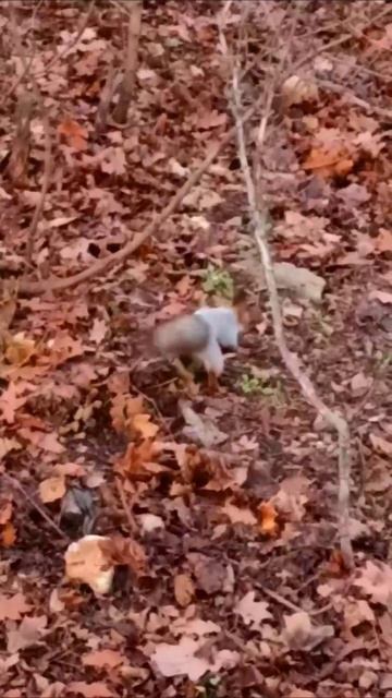 #милая #белочка #обзор #природа #парксемхоз #солнечный #саратов #осень2025год #событиедня #26ноября2 смотреть онлайн