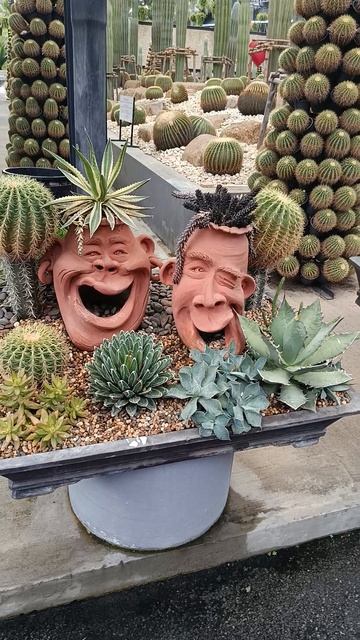 Пустыня посреди тропиков—в Таиланде! Колючая поэзия в тропиках: тайны зала кактусов смотреть онлайн