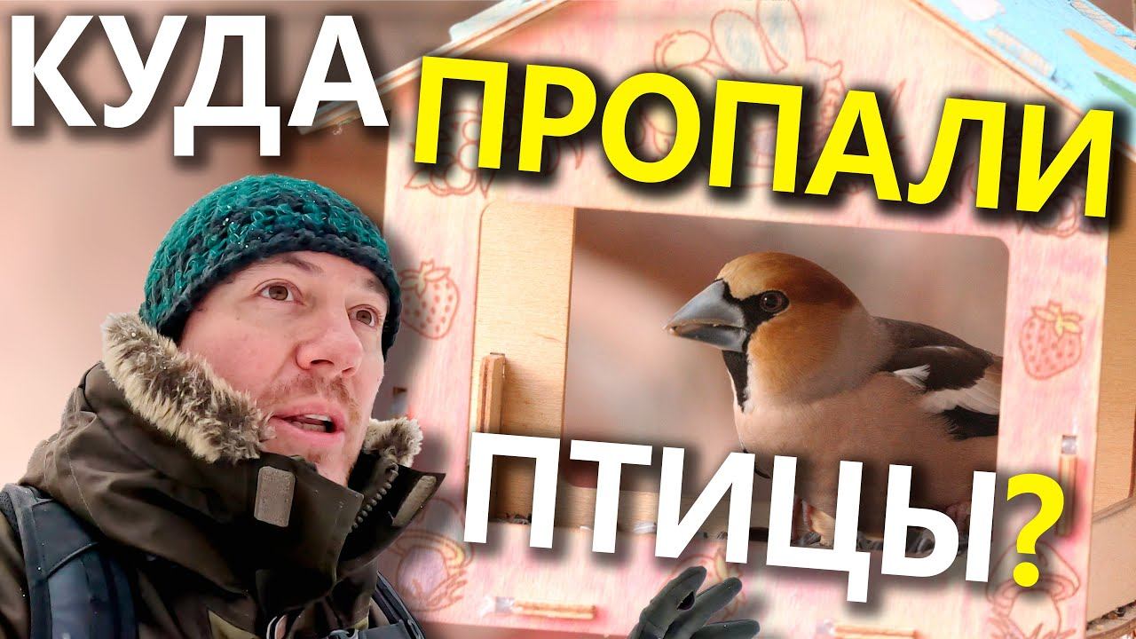 Куда пропали птицы с кормушек? смотреть онлайн