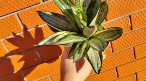 Сансевиерия Хани Зебра