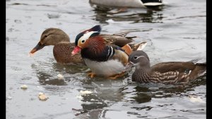 Мандаринки в Москве и области, 2018 г