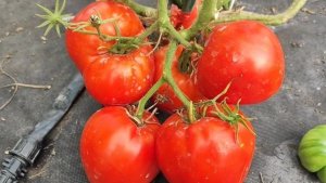 ТОМАТЫ на 2026 год выбрала 100 сортов из 1000