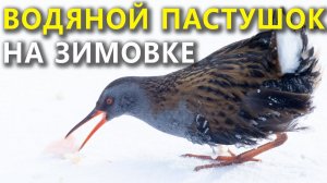 Выживет ли водяной пастушок на зимней реке?