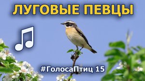 Луговые пернатые певцы #ГолосаПтиц 15