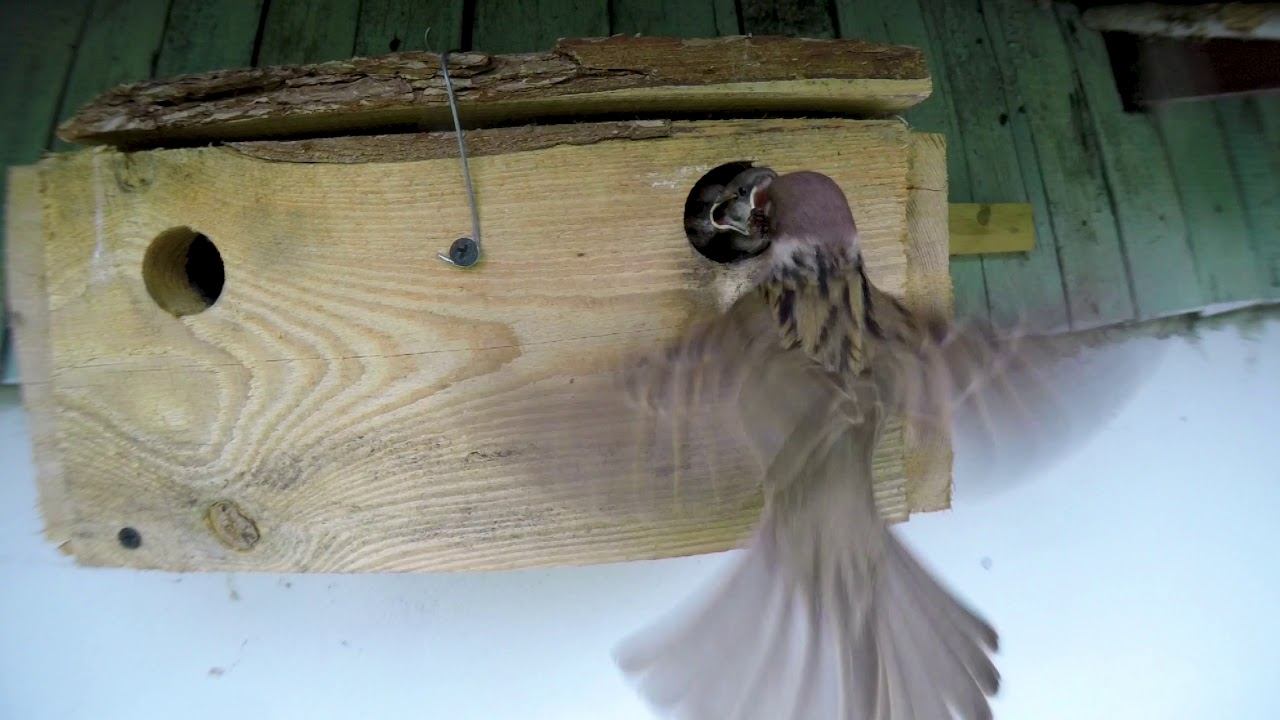 Домик для воробьев - диаметр летка