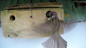 Домик для воробьев - диаметр летка