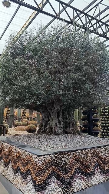 Самый неожиданный уголок Паттайи Колючая поэзия в тропиках: смотреть онлайн