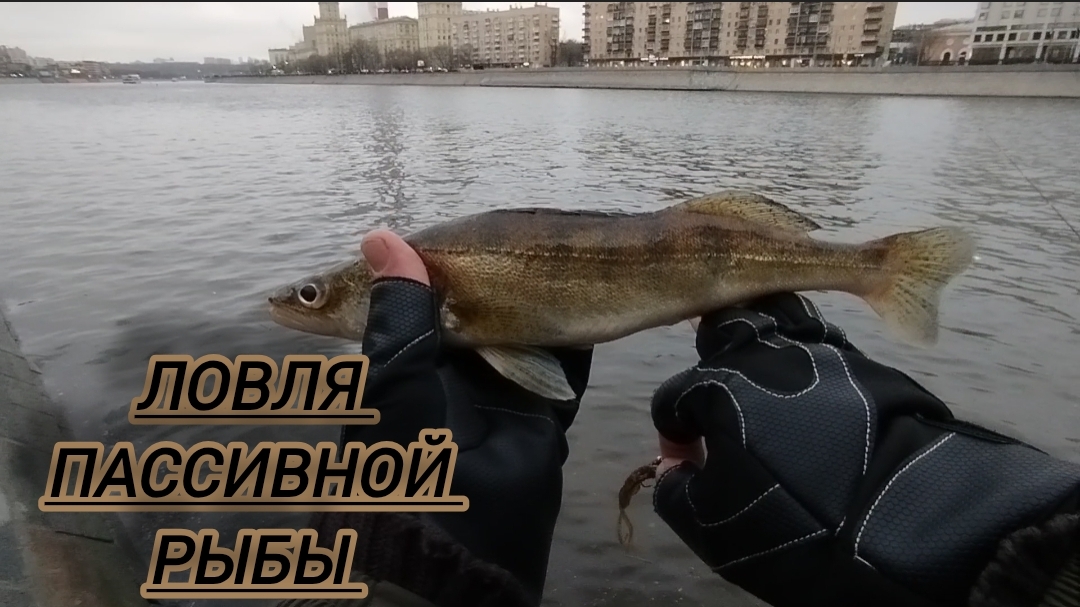 КОЧЕГАРЮ ПАСИВ!)РЫБАЧУ НА МОСКВЕ РЕКЕ СПИННИНГ смотреть онлайн