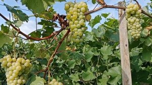 Виноград Цитронный  Магарача 19.08. 25.