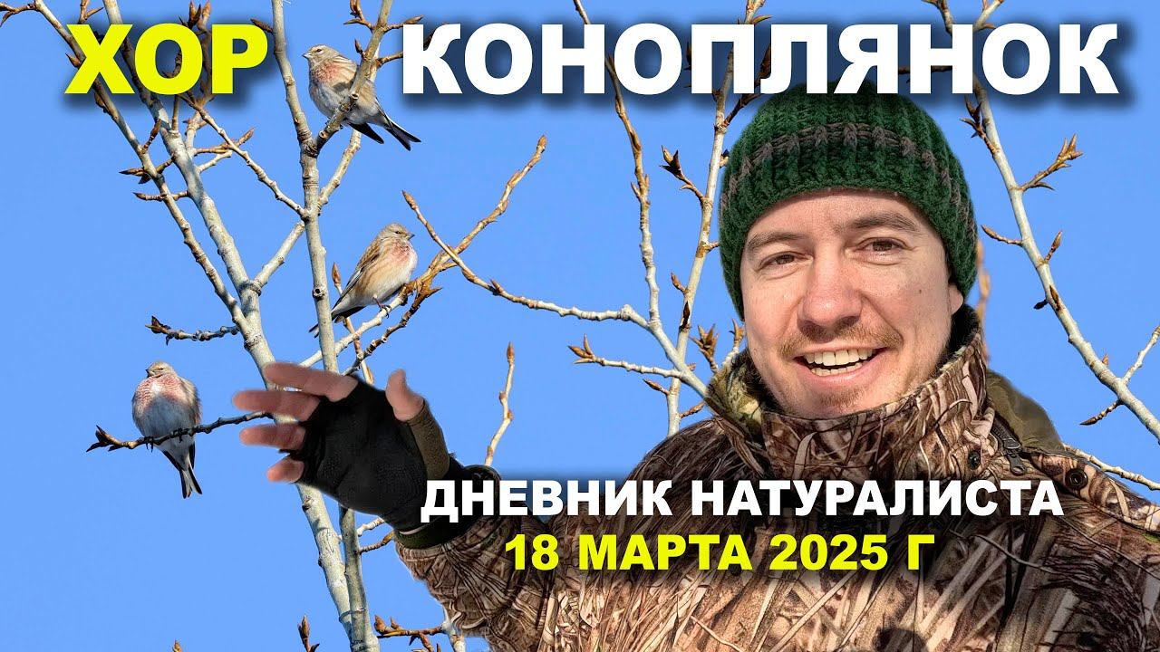 Хор коноплянок. Дневник натуралиста 18 марта 2025 смотреть онлайн
