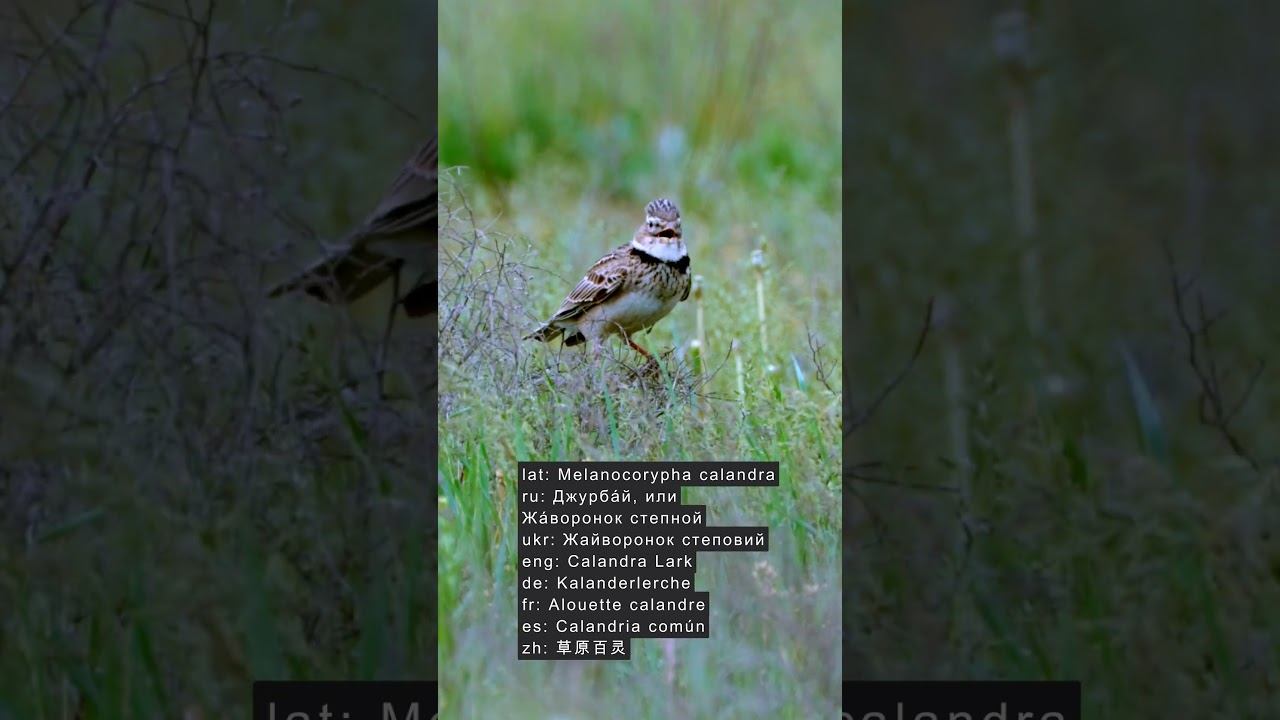 Жаворонок степной, Джурбай. Голос ♫ #голосаптиц #shorts смотреть онлайн