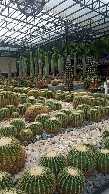 Вы не поверите, где я нашёл кактусы! Колючая поэзия в тропиках: Колючая поэзия в тропиках смотреть онлайн