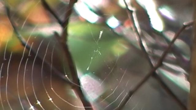 Южное Приморье. Осень. "У-вей" на полуострове Гамова