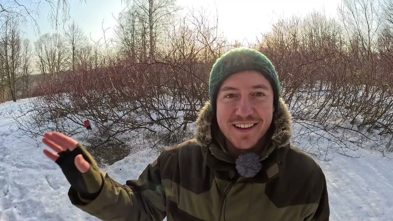 Сорокопут ест полёвку. Дневник 16 марта 2024 г. смотреть онлайн