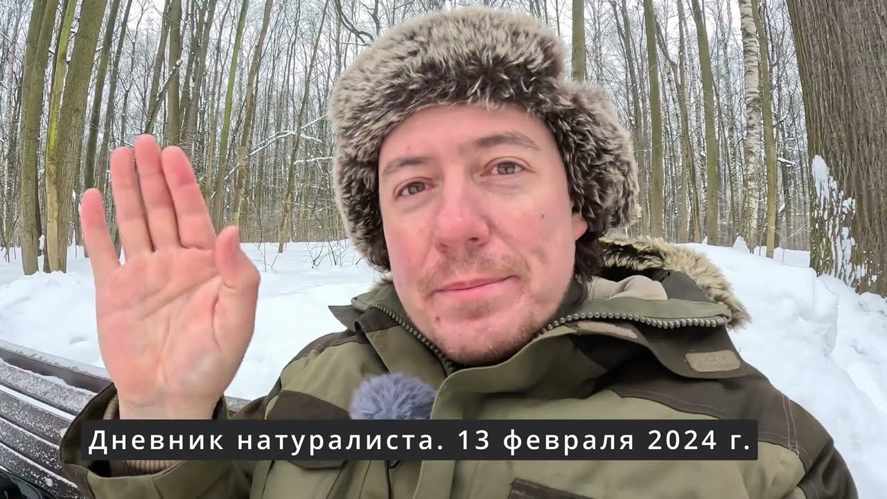 Снегири едят. Сыч сачкует. Дневник 13 февраля 2024 г. смотреть онлайн