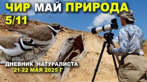 Природа Чира. 21-22 мая 2025 г.