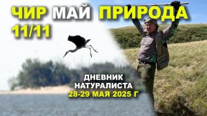 Природа Чира. 28-29 мая 2025 г.
