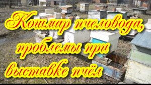 Кошмар пчеловода самые частые проблемы при выставке пчёл