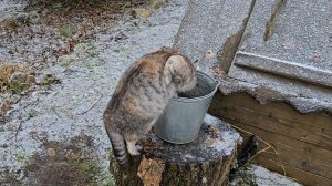 Смешные кошки, борьба с гиподинамией и ольховая ваза