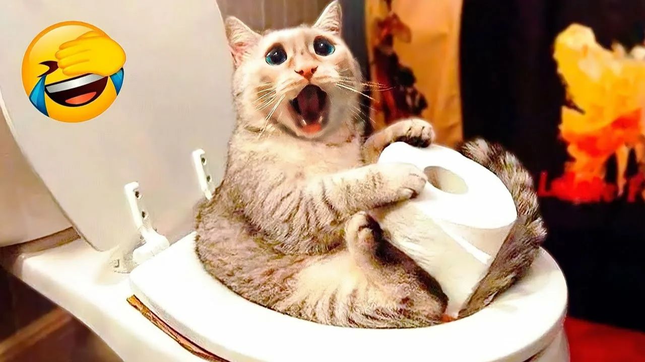 СМЕШНО ДО СЛЕЗ 😹😍 СМЕШНЫЕ КОТЫ, ЛУЧШИЕ ПРИКОЛЫ С КОТАМИ, СОБАКАМИ КОШКИ,СОБАКИ , ЖИВОТНЫЕ 🥰 смотреть онлайн