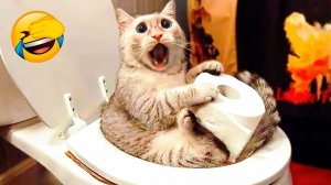 СМЕШНО ДО СЛЕЗ 😹😍 СМЕШНЫЕ КОТЫ, ЛУЧШИЕ ПРИКОЛЫ С КОТАМИ, СОБАКАМИ КОШКИ,СОБАКИ , ЖИВОТНЫЕ 🥰