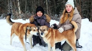 Собаки из югорского приюта «Велес» мечтают о настоящем доме