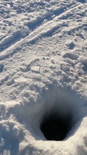 Голец арктический