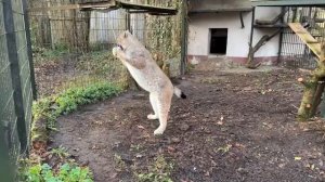 Котику — в самый раз!