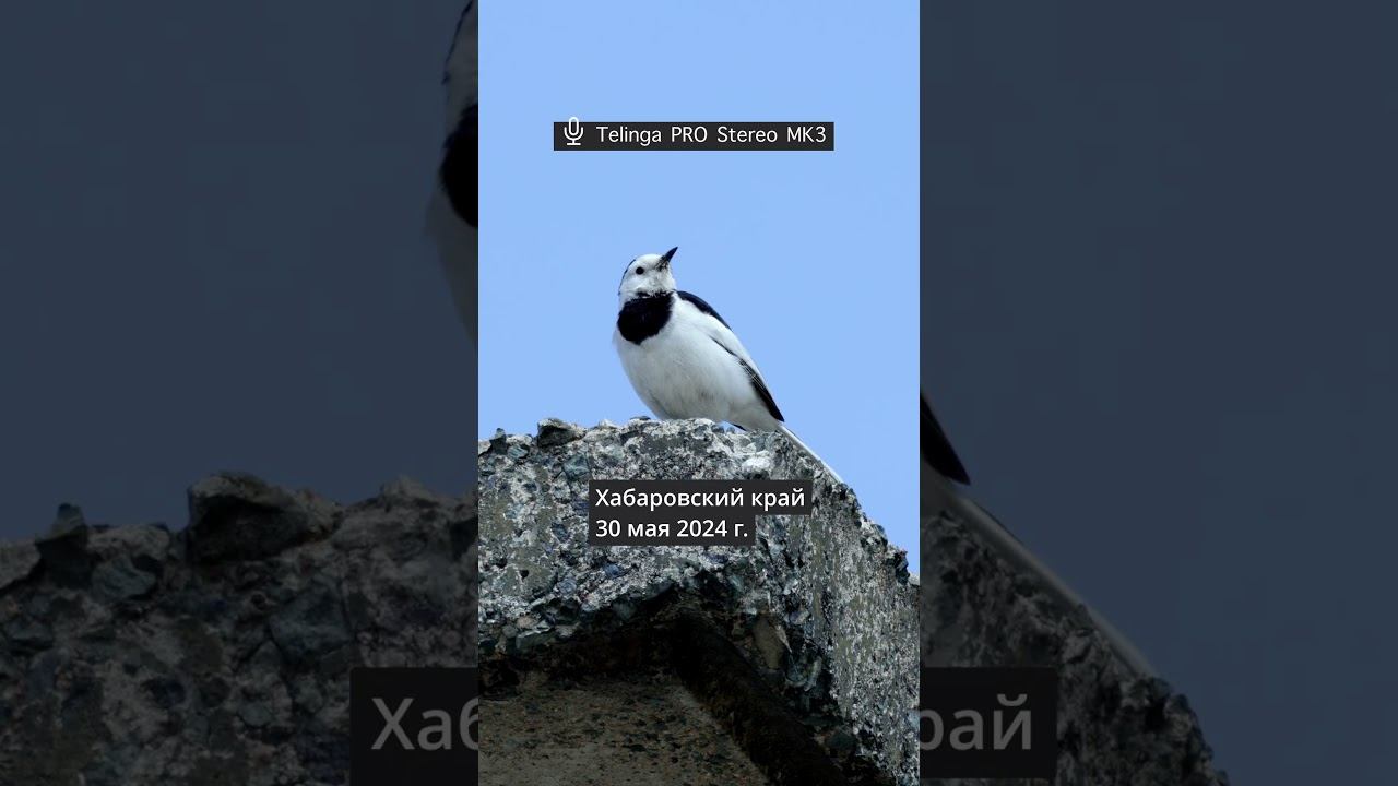 Трясогузка белая leucopsis - Голос ♫ #голосаптиц #shorts #голосаптиц #природа #birds смотреть онлайн