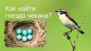 Как найти гнездо чекана