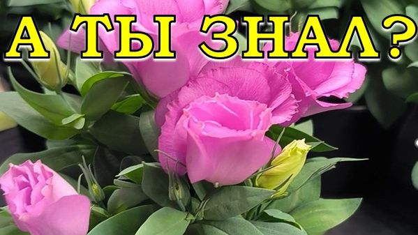 ЭУСТОМА: мои СЕКРЕТЫ по выращиванию🔥🔥🔥