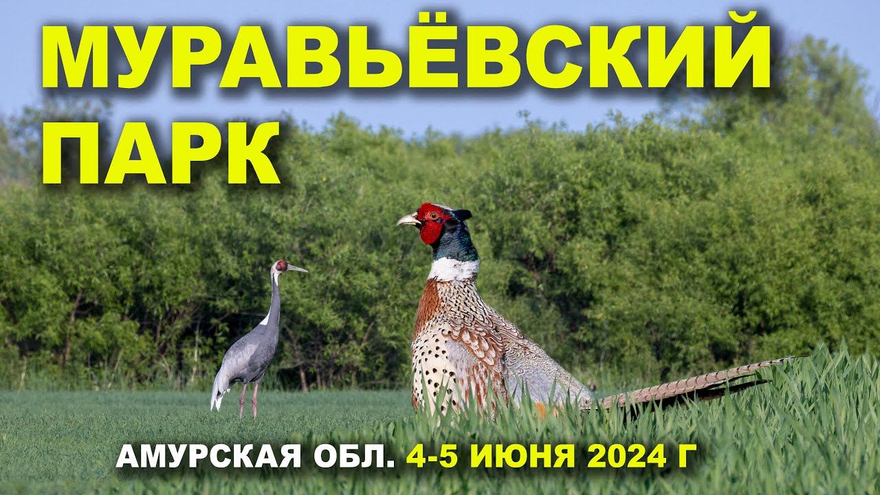 Муравьёвский парк. Крик фазана. 1/3. 4-5 июня 2024 г. смотреть онлайн