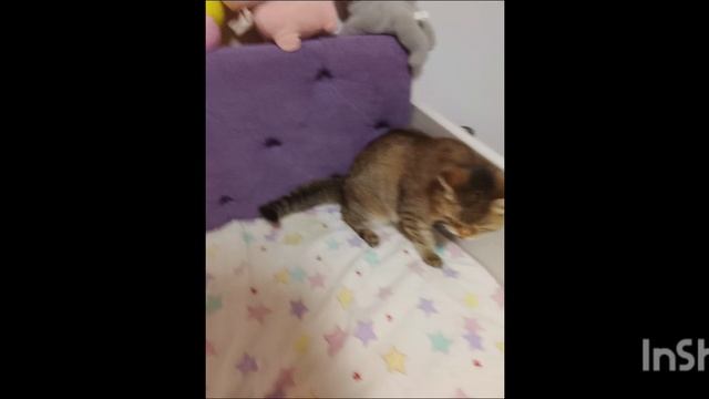 ПХППХХПХПХАХХА ПОЛТОС ВЕСИТ 6-7 КГ смотреть онлайн