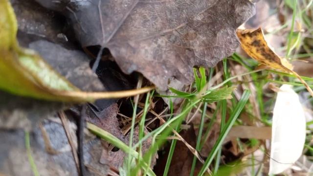 Карпаты мухоморный трип VID 20241007 160649 смотреть онлайн