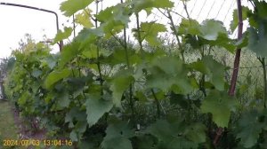 Борьба с жированием Каберне Кортис корнесобственный
