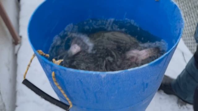 Запуск форели смотреть онлайн