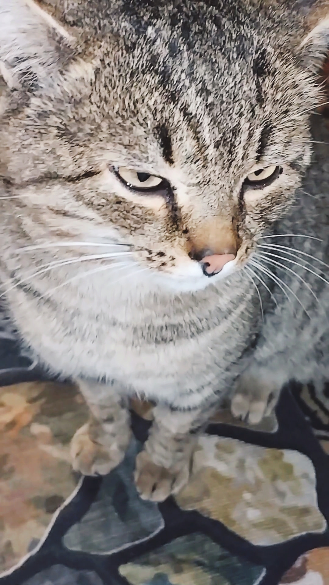 На позитиве в уходящем году! Юмор с животными. 🤣 25-12-2025 смотреть онлайн