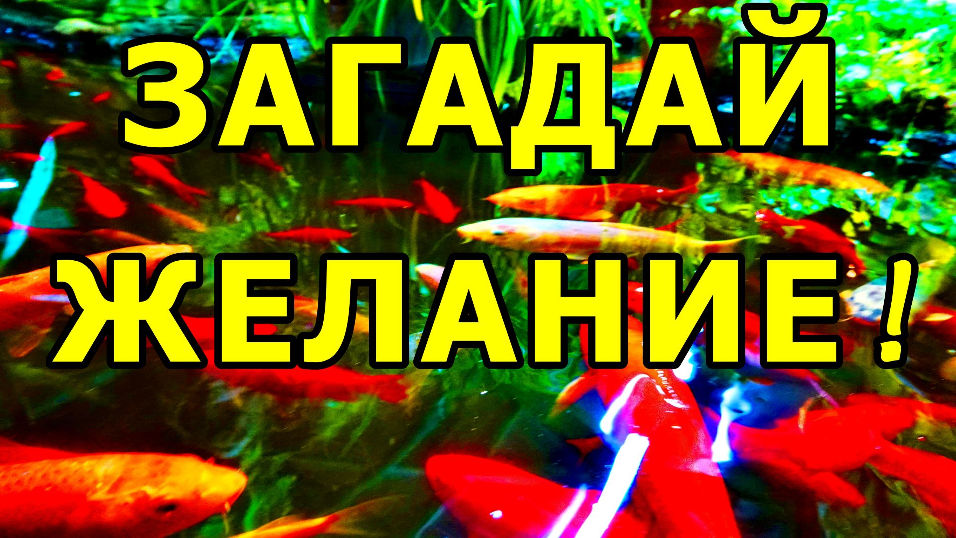 ЗИМОВКА РЫБ В АПТЕКАРСКОМ ОГОРОДЕ. ОБИТАТЕЛИ ПАЛЬМОВОЙ ОРАНЖЕРЕИ: РЫБЫ И РАСТЕНИЯ. МОСКВА. смотреть онлайн