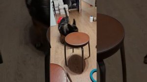 домашние животные собаки игра в мяч