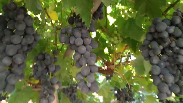 Грозде Сорт: Русенски мискет ( купен за Black magic ). смотреть онлайн