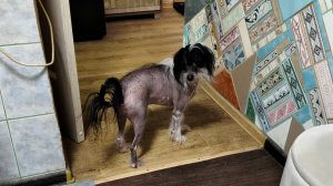 У китайского собакена Гарри обновка,теплая одежда для прогулок,попона на липучках,зима