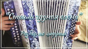 "Стояла чудная сосна" / Разбор на гармони по цифрам