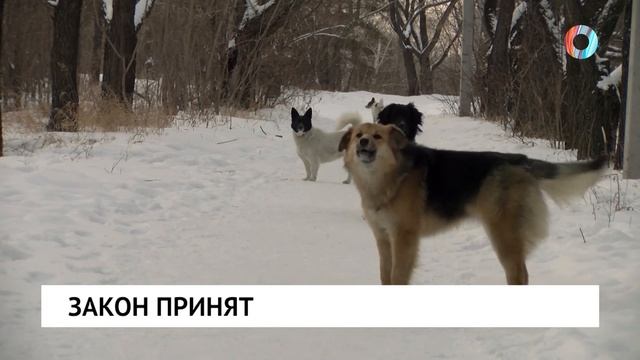 Закон принят смотреть онлайн