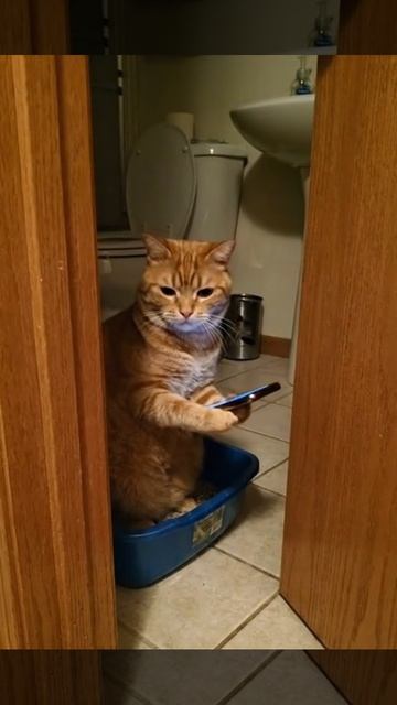 Рыжий котик занят своим делом. Не мешайте! (иi) смотреть онлайн