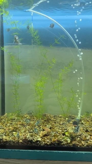 сапфировые попугаи смотреть онлайн