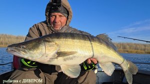 Осенняя рыбалка на реке Ахтуба с приманкой ФОРЕЛЬКА с110 - лучшая приманка по судаку. Спиннинг CAT