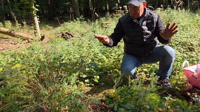 Нашли опята! Где растут опята — Тихая охота 2025 смотреть онлайн