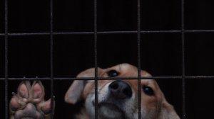 Лапки | Ральф